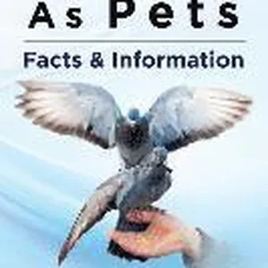Doves As Pets: Breeding, Diet, Housing, Health, Where to Buy, Raising, and More. Facts & Information