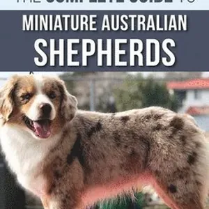Complete Guide to Miniature Australian Shepherds