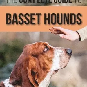 Complete Guide to Basset Hounds