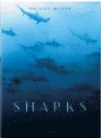 Michael Muller. Sharks