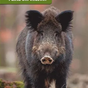 Fakta om vildsvin