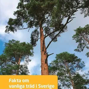Fakta om vanliga träd i Sverige