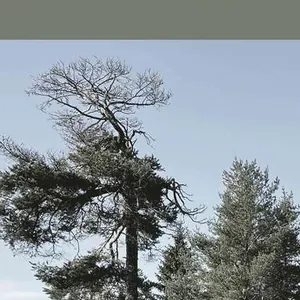 Jag känner hur det läker