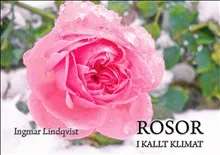 Rosor i kallt klimat