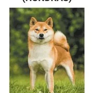 Shiba Inu (Hundras)