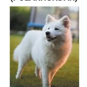 Samojedhund (Polarhundar)